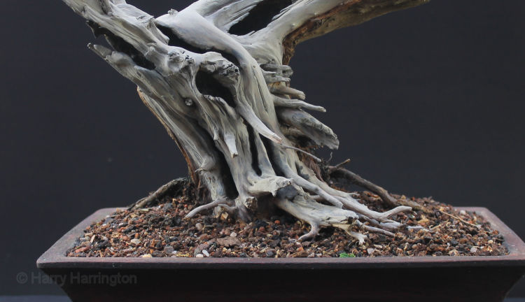 san jose juniper bonsai